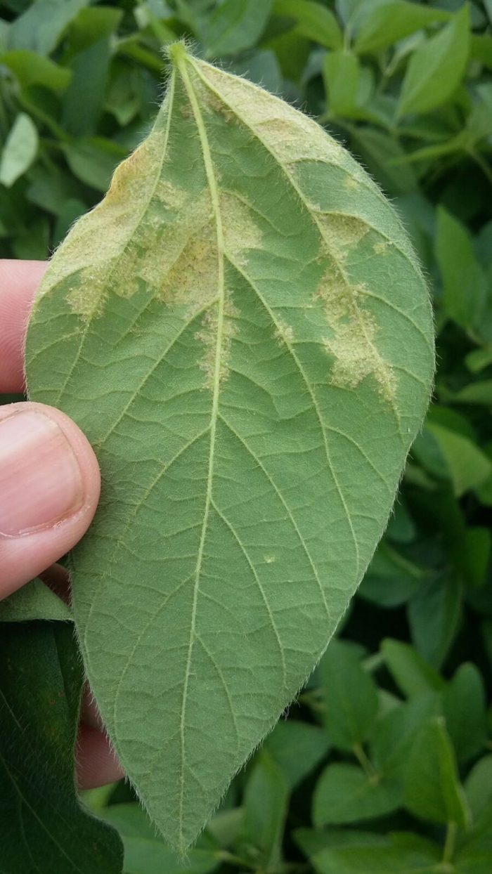 Imagem do dia - Monitoramento de doenças na na lavoura de soja em Andradas (MG), do produtor Luís Rodrigo Belli