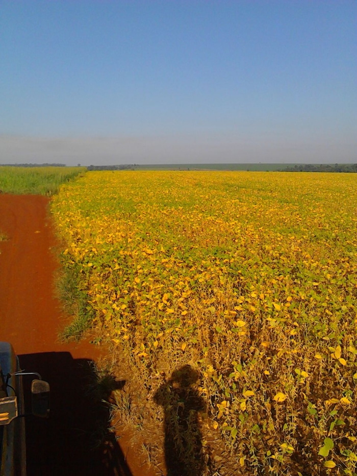 Imagem do dia - Lavoura de soja safrinha em Colonia Guadalupe (PY), do produtor Jandir Coldebella