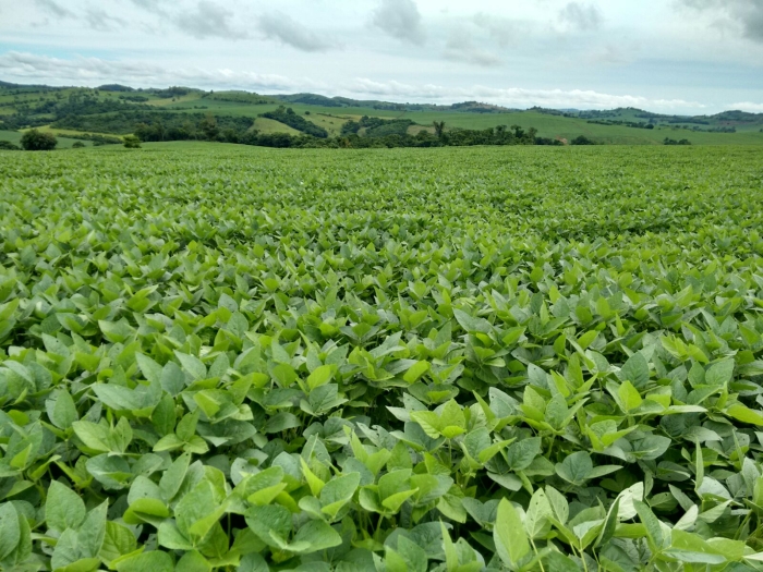 Imagem do dia - Lavoura de soja em São João do Ivaí (PR), do produtor Luiz Aparecido