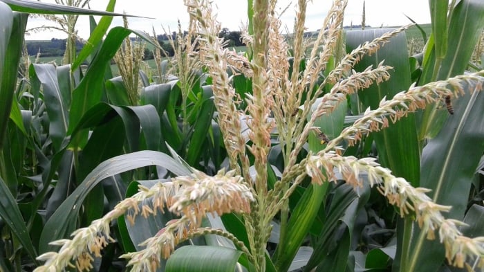 Imagem do dia - Lavoura de milho em pleno florescimento em Nova Aurora (PR). Enviado peloTécnico Agrícola David Clemente