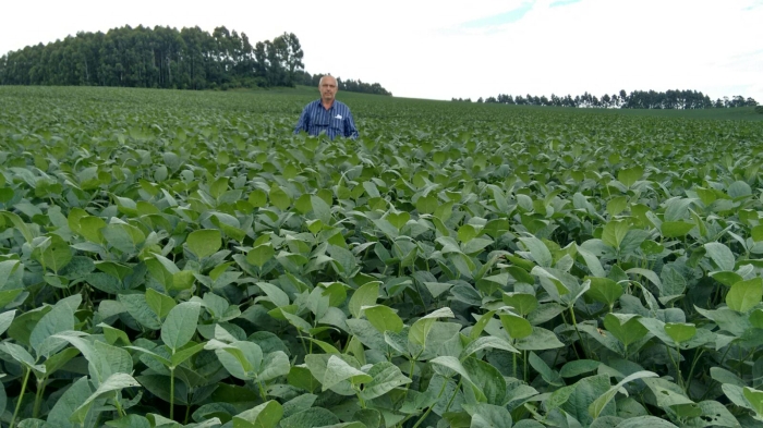 Imagem do dia - Lavoura de soja em  Espigão Alto do Iguaçu (PR), na propriedade do Managó