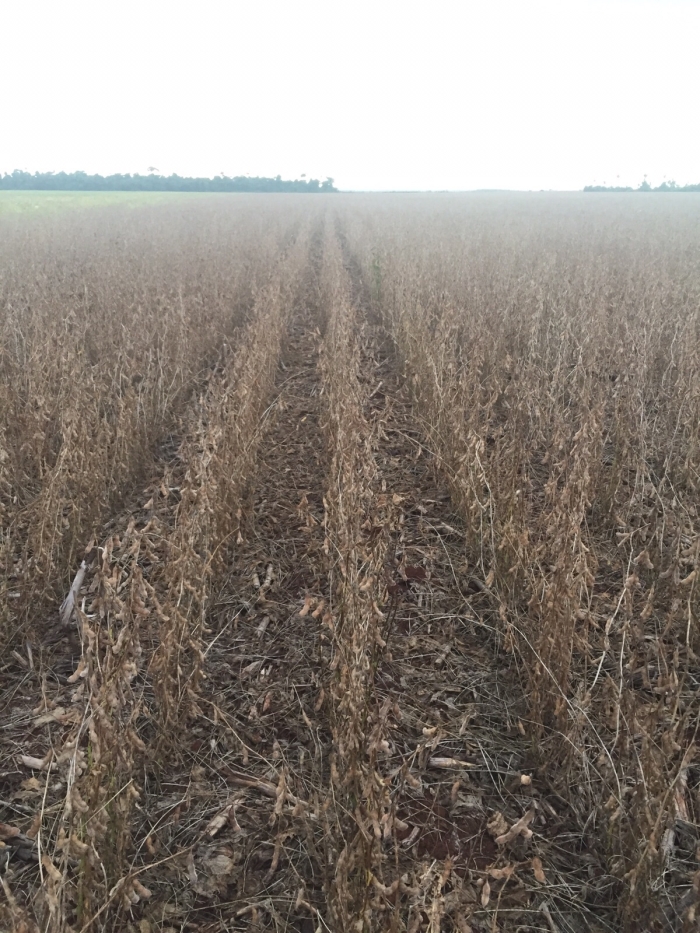 Imagem do dia - Lavoura de soja em Troncal 3 (PY), do produtor Marcos Magagnin