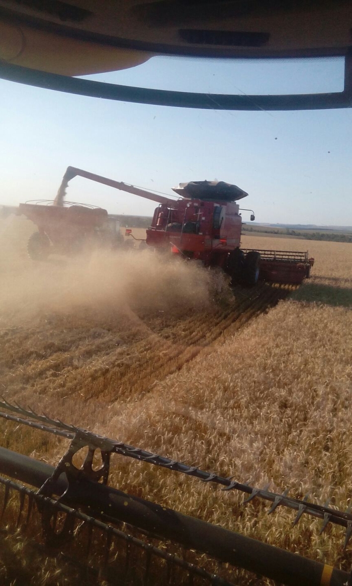 Imagem do dia - Colheita de trigo em San Roque (PY). Enviado por Clecir Bampi