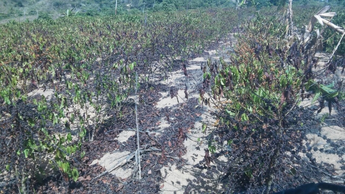 Lavoura de café conillon em Rio Bananal (ES). Envio do produtor Sérgio Nunes 3
