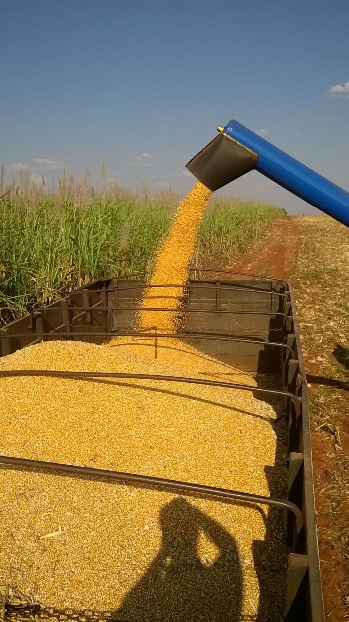 Imagem do dia - Colheita do milho safrinha em Ribeirão do Sul (SP), do produtor Lazaro Gimenez. Enviado pelo Técnico Agrícola Matheus Pires