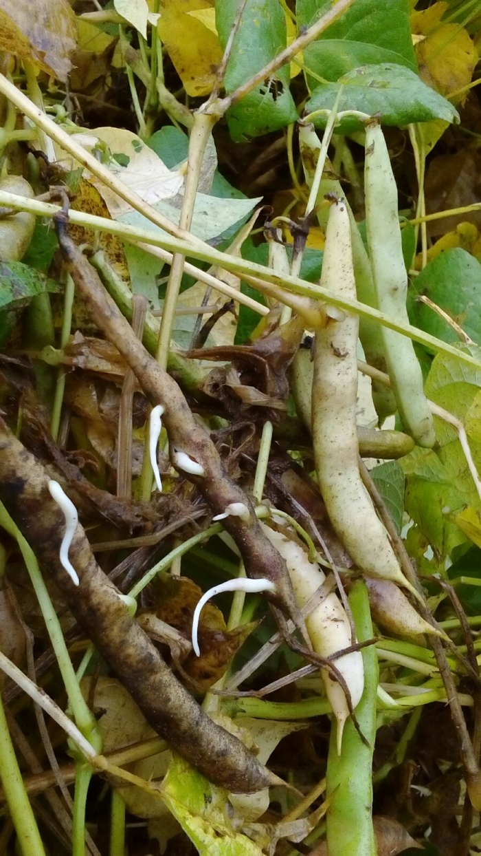 Imagem do dia - Lavoura de feijão em Iraí de Minas (MG)