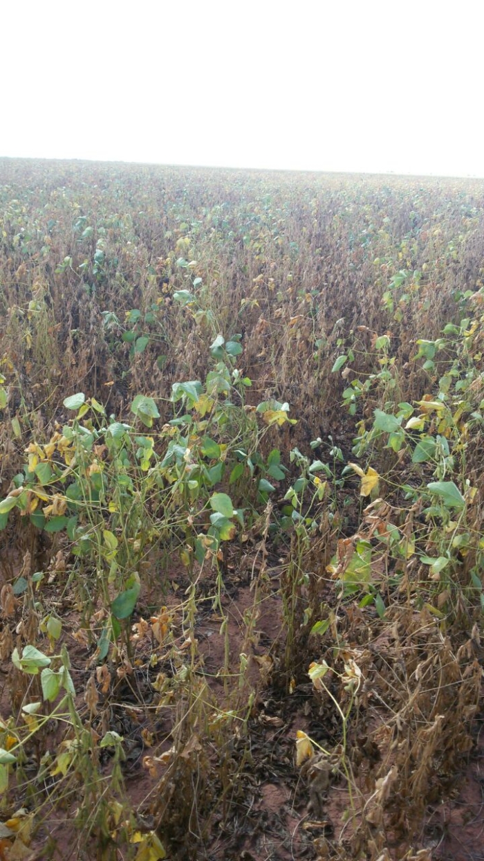 Imagem do dia - Lavoura de soja em Formosa do Rio Preto (BA), do produtor João Luiz Ryzik
