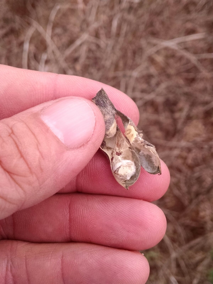 Imagem do dia - Lavoura de soja em Borrazópolis (PR)