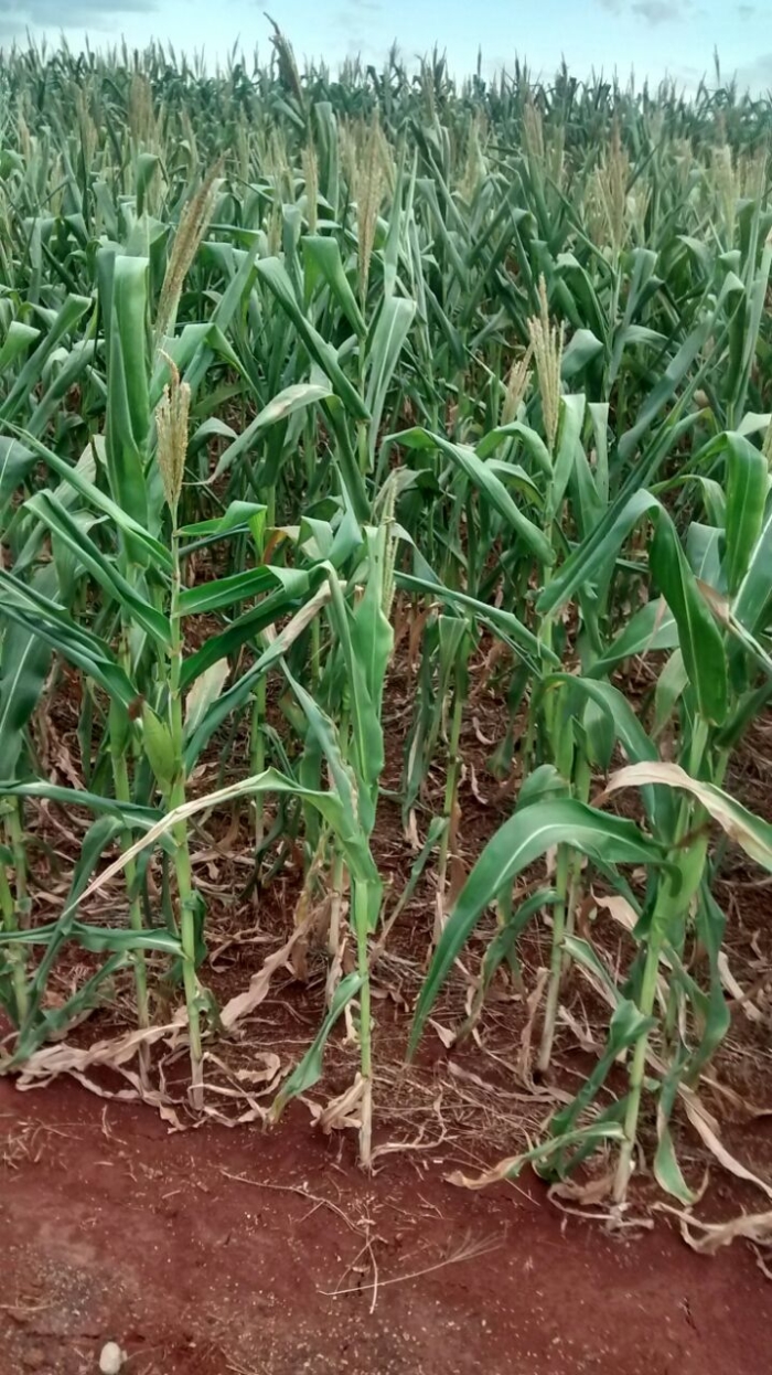 Imagem do dia - Lavoura de milho em Cândido Mota (SP)