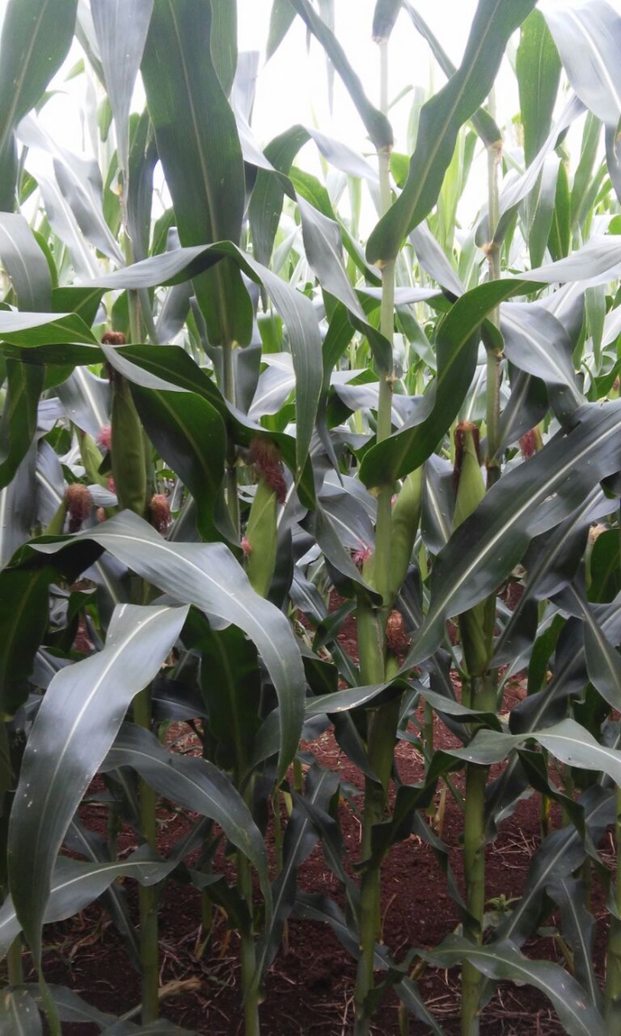 Imagem do dia - Lavoura de milho safrinha em Chopinzinho (PR), do produtor Esmael de March