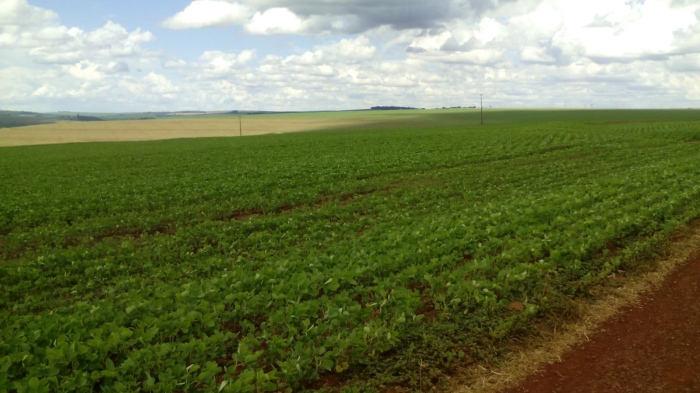 Imagem do dia - Lavoura de soja safrinha em Toledo (PR)