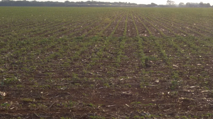 Imagem do dia - Início do plantio de soja em Nova Mutum (MT). Enviado por Edivan Faliguski