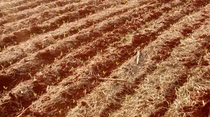Imagem do dia - Lavoura de milho safrinha em São Miguel do Iguaçu (PR), do produtor Enio Scariot