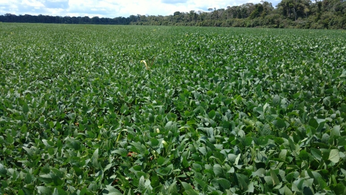 Imagem do dia - Lavoura de soja em Comodoro (MT)