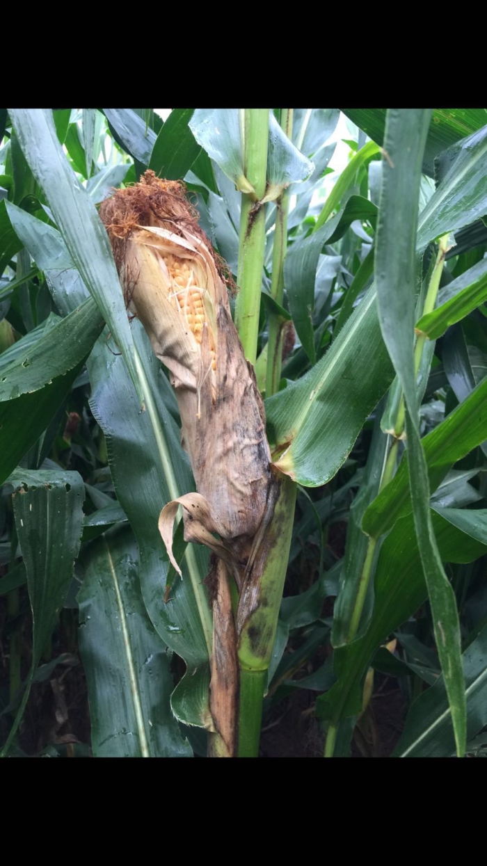 Imagem do dia - Incidência de cigarrinha-do-milho em Unaí (MG)