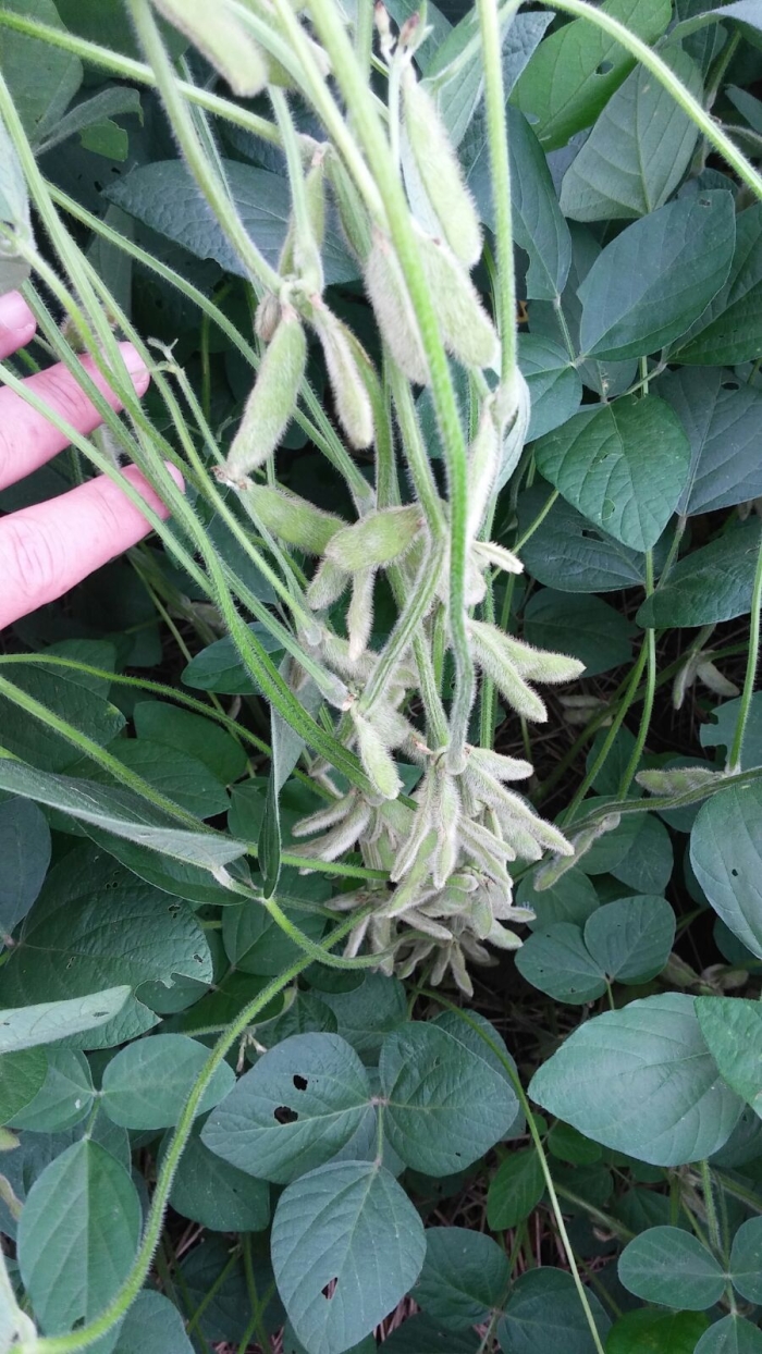 Imagem do dia - Lavoura de soja em Santa Terezinha de Itaipu (PR), do produtor Davi Romanha