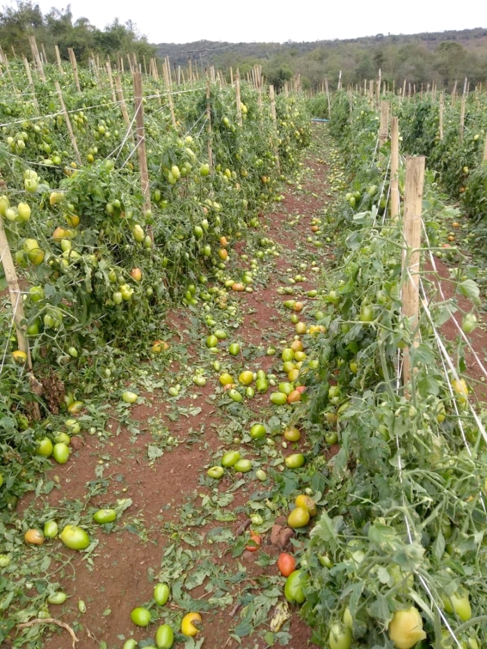 Foto: Adalton Azevedo Costa - Carmópolis de Minas (MG)