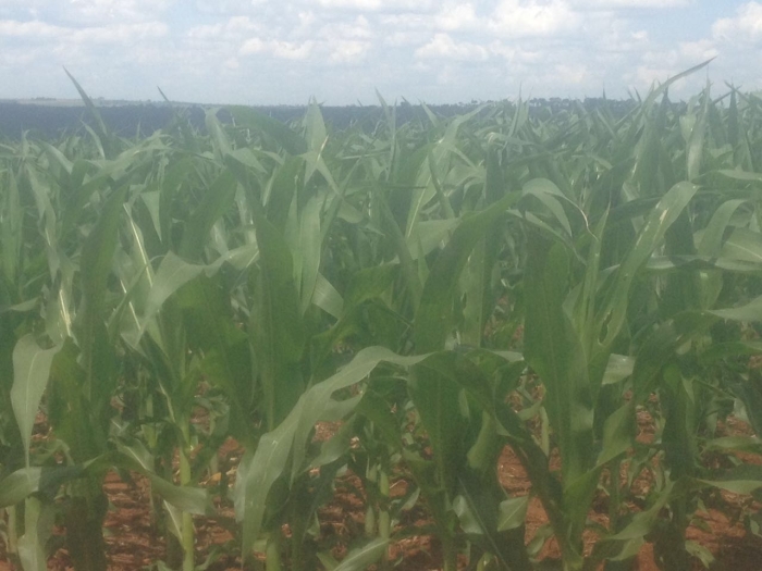 Imagem do dia - Lavoura de milho safrinha em Jataí (GO). Enviado por Lucas Maggioni