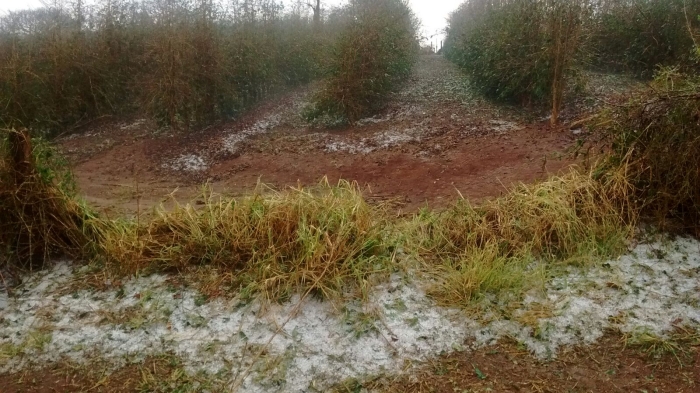 Imagem do dia - Lavouras de café, após chuva de granizo no sul de Minas Gerais. Enviado por Alysson Fagundes, da Procafé