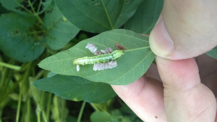 Imagem do dia - Lagarta na lavoura de soja em Jataí (GO). Enviado pelo Engenheiro Agrônomo Hildo Antônio