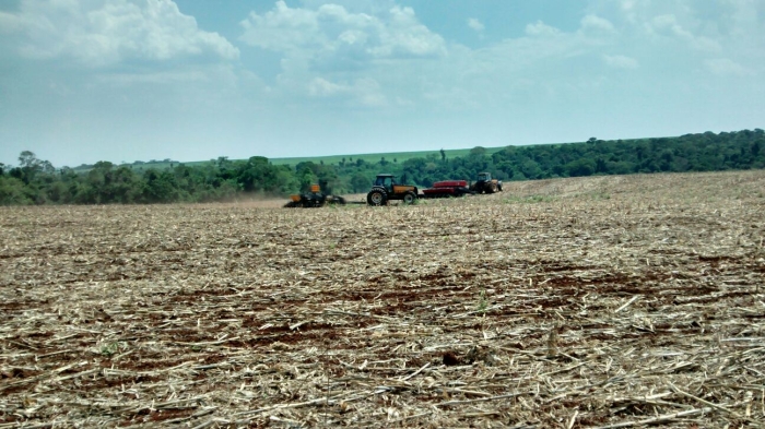Imagem do dia - Plantio de soja em Caarapó (MS), do produtor Osmar Franco