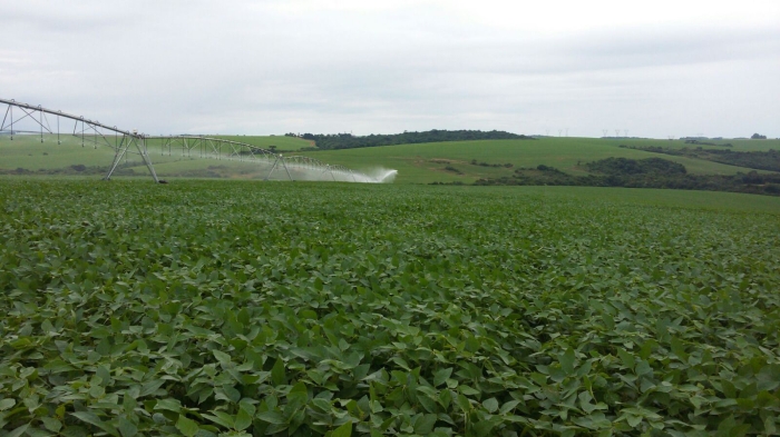 Imagem do dia - Lavoura de soja na Fazenda Idalina em Jacutinga (RS), do produtor Avelino Ricardo Menegaz