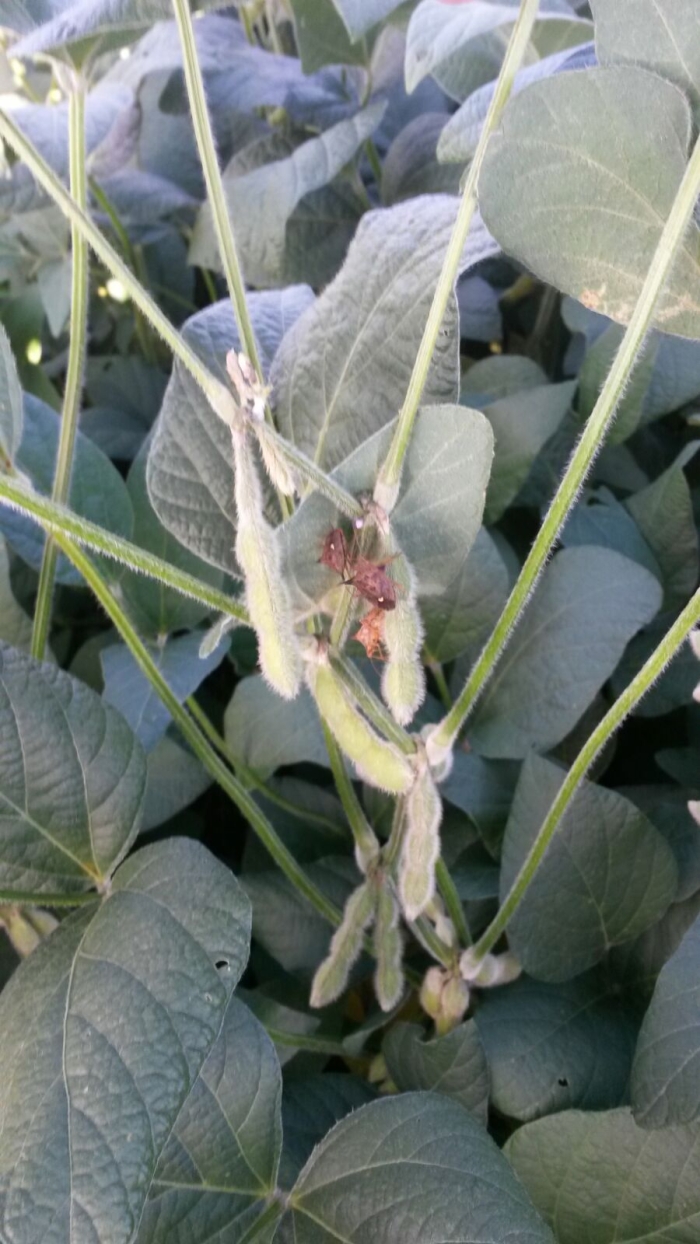 Imagem do dia - Ataque de percevejo na lavoura de soja em Sertão (RS). Enviado por  Darlan Comin