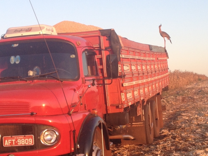 Imagem do dia - Sítio São Benedito em Manduri (SP), da Família Sandri