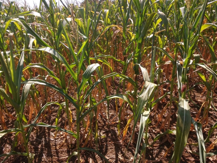 Imagem do dia - Lavoura de milho safrinha em Santa Helena (GO)