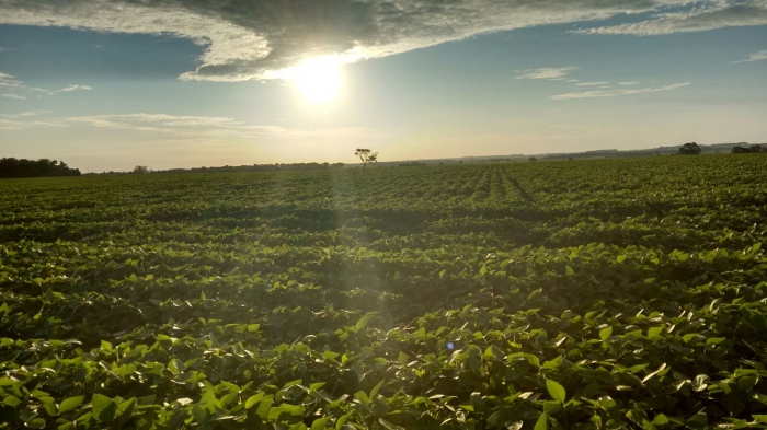 Imagem do dia - Lavoura de soja em Cândido Mota (SP), da família Nespolo