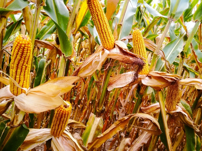 Imagem do dia - Lavoura de milho na Filadélfia, no estado norte-americano da Pensilvânia, nos Estados Unidos. Envio de Takeo Matsui