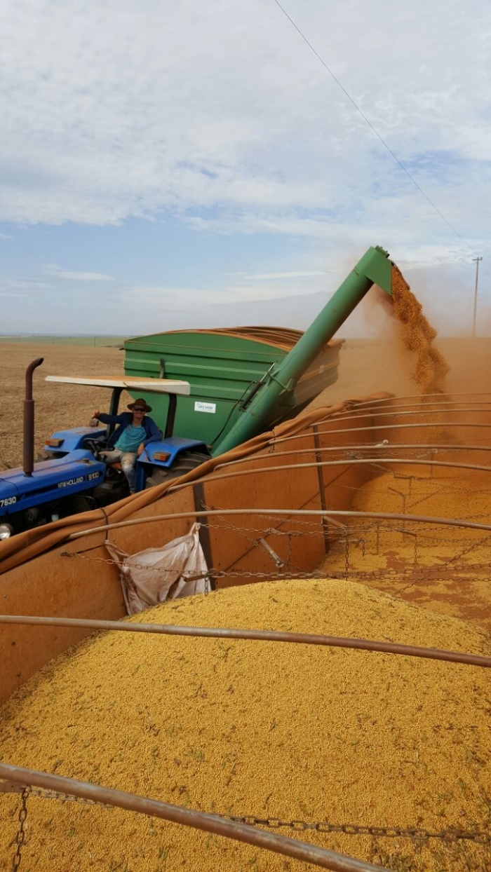 Imagem do dia - Colheita soja safrinha em Pira Pytã (PY)