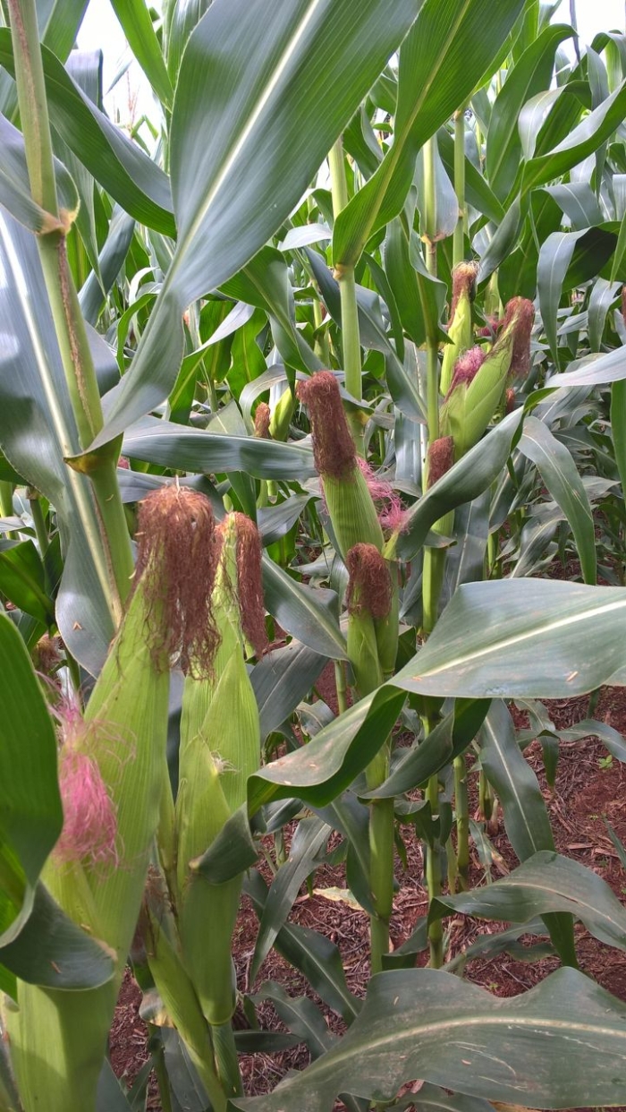 Imagem do dia - Lavoura de milho safrinha em Medianeira (PR). Enviado por Vilton