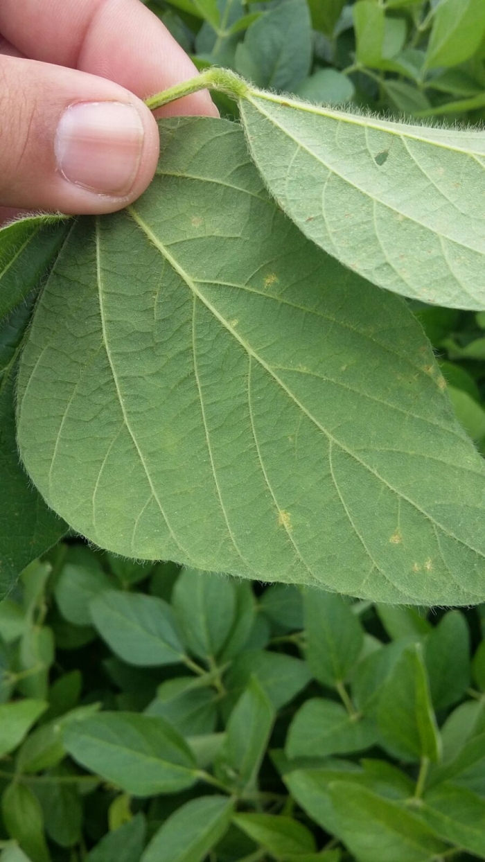 Imagem do dia - Monitoramento de doenças na na lavoura de soja em Andradas (MG), do produtor Luís Rodrigo Belli