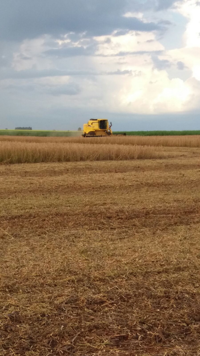 Imagem do dia - Início da colheita de soja em Cruzália (SP). Imagem de Everton Varolo