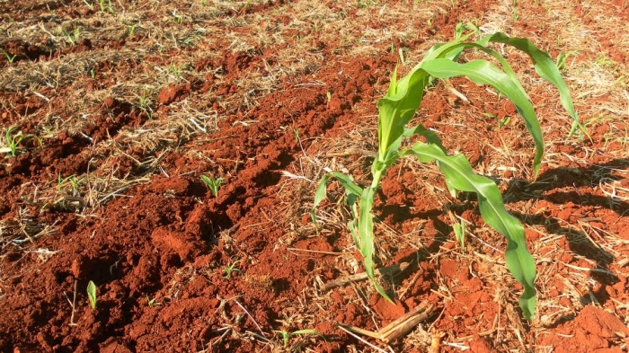 Imagem do dia - Replantio de milho em Primeiro de Maio (PR), da Familia Amauki