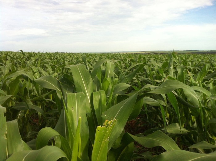 Imagem do dia - Lavoura de milho safrinha em Porteirão (GO)
