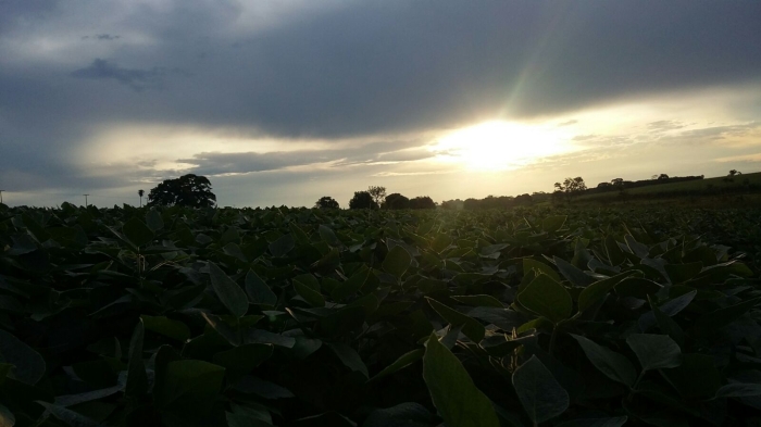 Imagem do dia - Lavoura de soja em Mesópolis (SP). Enviado por Edivaldo de Jesus Manttuy
