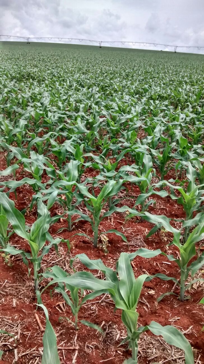 Imagem do dia - Lavoura de milho safrinha em Meu Pimenta (MG), na Fazenda Sonho Meu