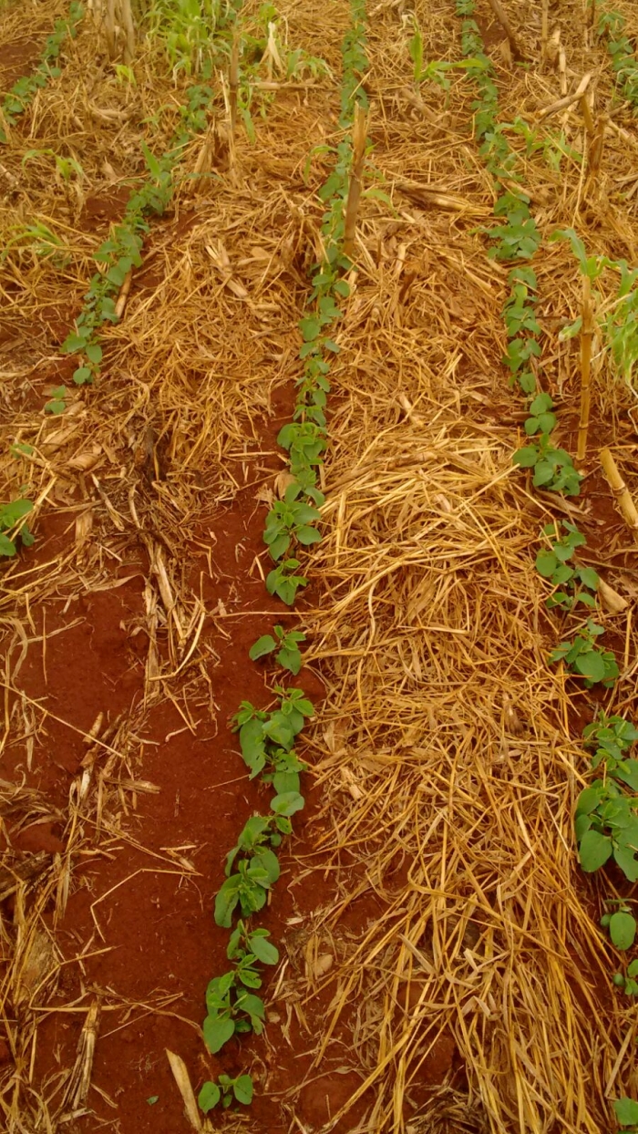 Imagem do dia - Lavoura de soja em Paracatu (MG), do produtor João Alves da Fonseca