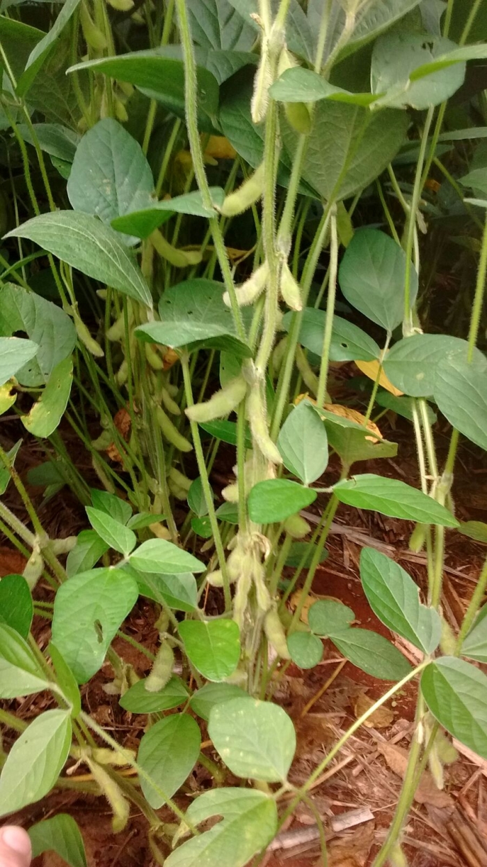 Imagem do dia - Lavoura de soja em São Miguel do Iguaçu (PR), do produtor Rodrigo Scheffer