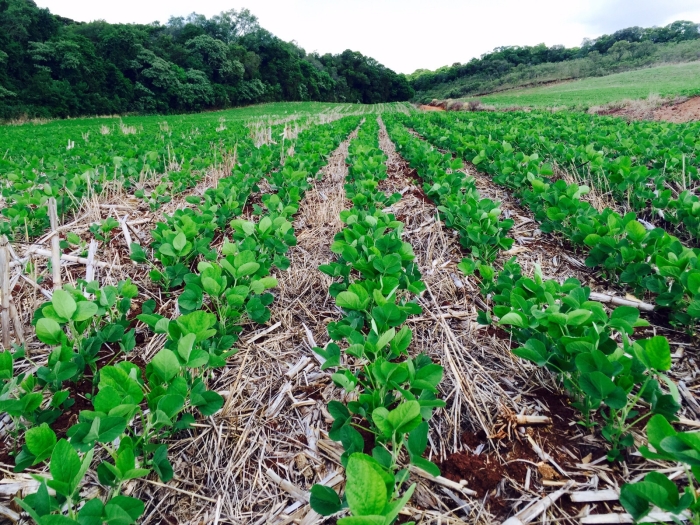 Imagem do dia - Lavoura de soja em Lagoa Vermelha (RS). Enviado pelo Engenheiro Agrônomo Carlos R. Dellavalle Filho