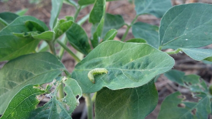 Imagem do dia - Ataque de lagarta Helicoverpa na lavoura de soja em Balsas (MA)