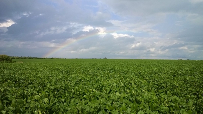 Imagem do dia - Lavoura de soja em Santa Teresa (PY), do produtor Alessandro Carrion