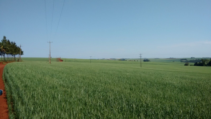 Imagem do dia - Lavoura de trigo em Giruá (RS), do produtor Zeno Eickoff