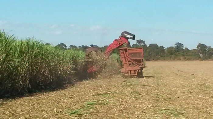 Imagem do dia - Colheita de cana-de-açúcar em Conceição das Alagoas (MG). Enviado por Agnaldo Fujimura