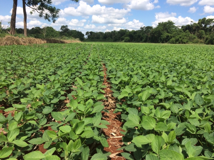 Imagem do dia - Lavoura de soja em Anahi Corpus Cristi (PY), da Familia Portz