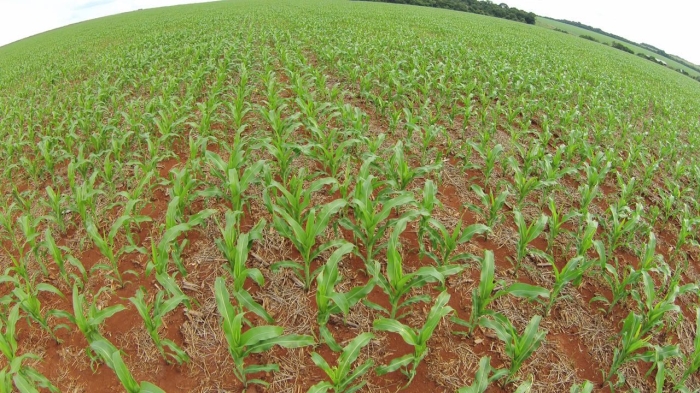 Imagem do dia - Lavoura de milho em Jataí (GO)