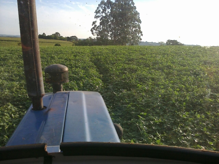 Imagem do dia - Lavoura de feijão carioca em Três Barras do Paraná (PR), do produtor Ivan Carvalho