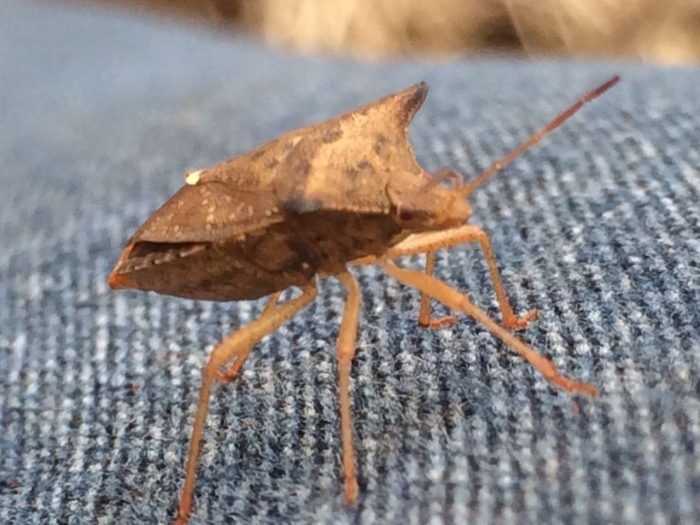 Imagem do dia - Incidência de percevejo marrom em Colorado (RS). Enviado por Jorge Pino.